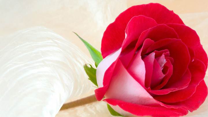 Fresh Red Rose Closeup